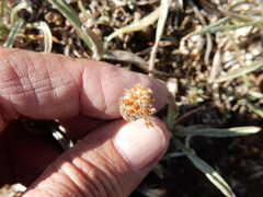 Raillardella argentea