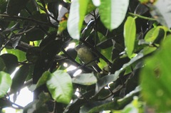 Herpsilochmus axillaris