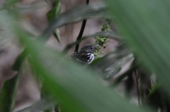 Hylophylax naevius