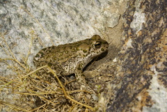 Bufotes pewzowi