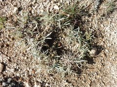 Raillardella argentea