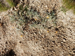 Raillardella argentea