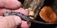 Plethodon sherando