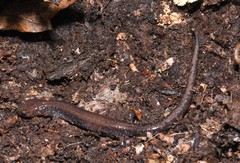 Plethodon sherando