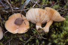 Lactarius scoticus