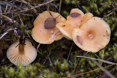 Lactarius scoticus