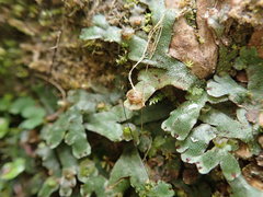 Marchantia emarginata