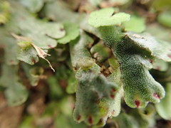 Marchantia emarginata