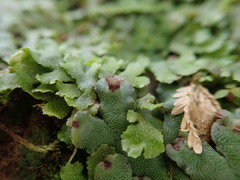 Marchantia paleacea