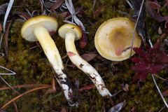 Hygrophorus boyeri