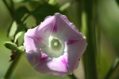 Ipomoea purpurea