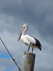 Pelecanus conspicillatus