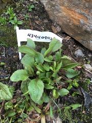 Solidago virgaurea minuta