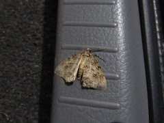 Pseudocoremia rudisata