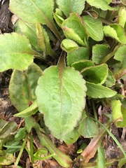 Solidago virgaurea minuta