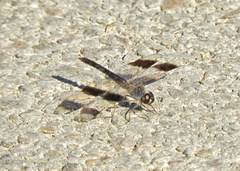 Brachythemis impartita
