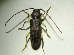 Tylonotus bimaculatus