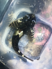 Clinocottus globiceps
