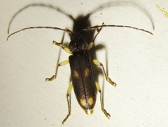Tylonotus bimaculatus