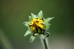 Tithonia tubaeformis