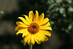 Tithonia tubaeformis