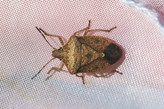 Euschistus servus euschistoides