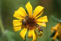 Apis mellifera