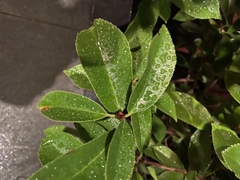 Magnoliopsida