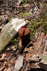 Gyromitra