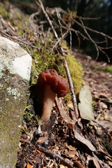 Gyromitra