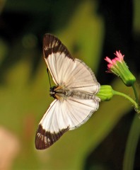Heliopetes ochroleuca