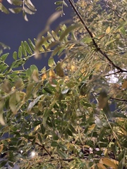 Magnoliopsida