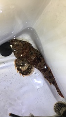 Hemilepidotus spinosus