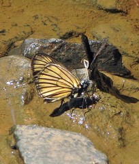 Heliopetes ochroleuca