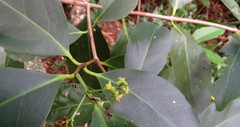Elaeodendron melanocarpum