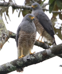 Roadside Hawk photo 6
