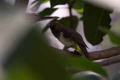 Pycnonotus bimaculatus