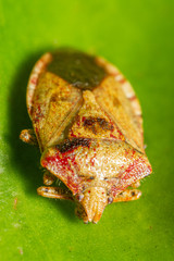 Phorbanta variabilis