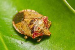 Phorbanta variabilis