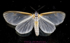 Hyalurga subnormalis