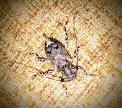 Oedopeza ocellator