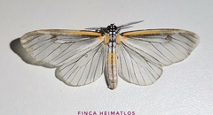 Hyalurga subnormalis