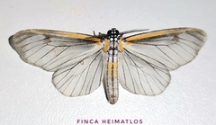 Hyalurga subnormalis