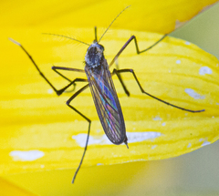 Psorophora longipalpus