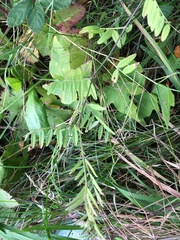 Vicia gigantea