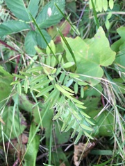 Vicia gigantea