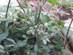 Cyanthillium cinereum