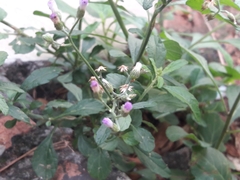 Cyanthillium cinereum