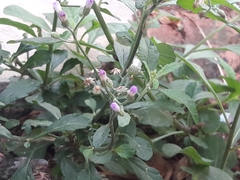 Cyanthillium cinereum