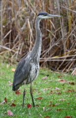 Ardea herodias